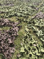 NEW Genuine British Army Camouflage Camo Net Netting Hunting Military Den MK7