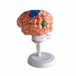 Human Brain Model Mini 3D Brain Assembly Model Detailed for Classroom