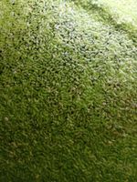 Duckweed Live Aquarium Plant Floating Garden Pond