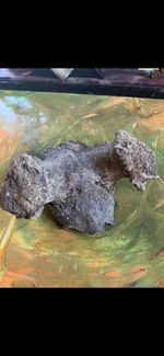 Fossilised Deer/Elk Skull Cranium Found In The UK
