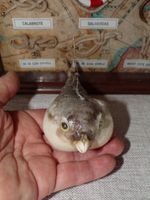 Real parrot pufferfish (Colomesus psittacus) Fish Taxidermy