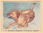 Dogs - Dutch  Full Speed Cigarette card circa 1959 #157 Rhodesian Ridgeback