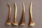 4 RED DEER ANTLER TIPS TINES SECTIONS