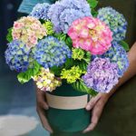 20PCS Hydrangea Seeds Flowers for Planting Home Garden Decor Choose