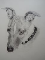 Original pencil tonal dog drawing portrait of a whippet greyhound  puppy