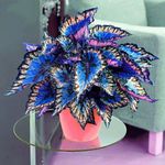 100 Multicolour Coleus Seeds Coleus Blumei Garden Flower Seed