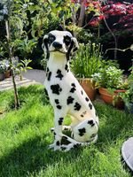 Porcelain Life size Dalmatian