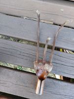 Vintage Cultivator 🌿 B090 (3 Prong Claw Hoe Rotavator Weeder Old Garden Tool)