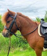 Plaited Browband Bridle-Hunter Nose Rubber Reins-M&M/Native/Shetland/Pony/Cob/XF