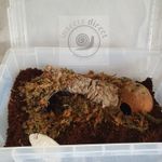Insects Direct-Complete African Land Snail Starter kit with UK Plug Heat Mat