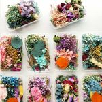 Real Dried Flowers Plants Pressed For Resin Jewellery Making Craft DIY Acces ZN