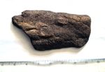 Large UK Dinosaur Bone Femur Slice