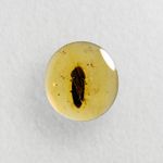 Burmese Amber Fossil: Large Beetle Inclusion, 99 Million Years Old