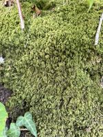 Live Cushion Moss, Bun Moss for Terrariums, Mossariums, Vivariums