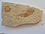 Armigatus brevissimus fish fossil from the Upper Cretaceous of Hakel, Lebanon