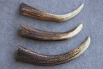 3 RED DEER ANTLER TIPS TINES SECTIONS