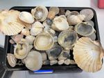 Shells 1.2kg Mix Large &  Small Shells & Moss For Crafting Floristry (1)
