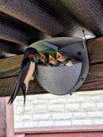 Swallow and House Martin nesting cup box Fuzzy Lightweight PetG printed