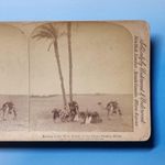Egypt Stereoview C1896 Real Photo Africa Sahara Desert Oasis Camels