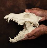 Wolf Skull Replica Life Size Canine Skull Detachable Jaw Animal Skull Model