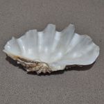 1.2  Kg NATURAL GIANT CONCH SHELL (TRIDACNA GIGAS)  27cm x 15cm.