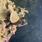 Aqua One Horizon Aquarium Fish Tank and Cabinet - 182L