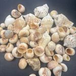 Assorted shells no polish natural for aquarium and jewellery  jewellery One hole