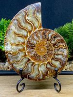 Large 11.5cm Super High Quality 416 Million Year Old Ammonite Madagascan Fossil