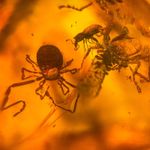 Ricinulei in Burmese / Burmite amber fossil / 100% genuine amber