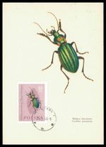 POLAND MK 1963 INSECT BEETLE INSECTS BEETLE BUG MC CM h0437