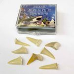 Children's Mini Shark Teeth Box - Fossils of 5-12 Shark Tooth 