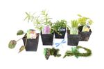 Lincolnshire Pond Plants dragonflies & damselflies Pack Potted - DDPL02