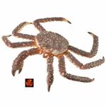 King Crab Sealife Toy Model Figure by CollectA 88851 Brand New