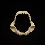 Great White Shark Jaw Replica 30cm Megalodon Shark Teeth Jaws Fossil Display