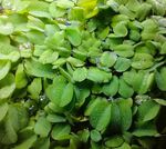 Floating Water Spangles / Salvinia Minima Aquarium Plants x50 (approx) UK Grown