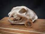 Life Size Cougar Skull Replica – Realistic 3D Printed Bone Model