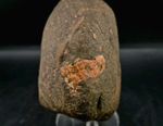 Real Permineralized Dinosaur Half Egg Embro 
