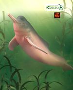 Amazon Pink River Dolphin Marine Sealife Toy Model Figure by CollectA 88994 New