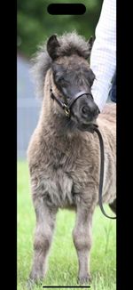 Mini shetland leather headcollar with matching lead