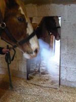 Horse Equestrian Stable Mirror Silver Safety Acrylic Perspex 3mm Sheet 4 Holes