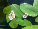 WATER HAWTHORN.  MARGINAL TO DEEP WATER, MATURE POND PLANT.