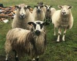 1 KG   SOFT WASHED FLEECE, MASHAM  BFL TEESWATER Cross. BRED FOR WOOL QUALITY.