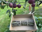 British Fresh Cut Apple Wood Rabbit Chew Sticks Organic Unsprayed 500g 
