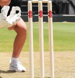 Gray-Nicolls Cricket Stumps & Bails  Senior Club Stumps Sz: 28" - Slight Defect