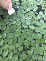 Water Spangle Salvinia Minima/Natans Floating Aquarium Plant x 30 Plants
