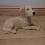 Sandicast Golden Labrador Dog Figurine Animal Ornament Sandra Brue 382 yellow