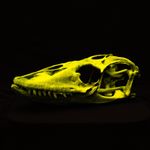 Komodo Dragon Skull Fluorescent Lizard Skull Replica Oddities Decor UV Reactive