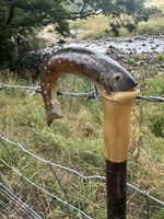 Rams Horn Walking Stick As A Trout Head Handle Fish Style Handle Quality Item