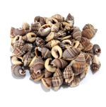 Globose nassa (Nassaria pullus) 25g 8-12mm 100-110 mini craft shells