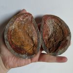 Split Fish Fossil Nodule Pair, Positive & Negative Impression Fossil Specimen